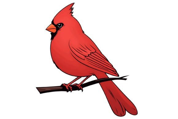 Download Cardinal Bird Illustration Png - Png Collection